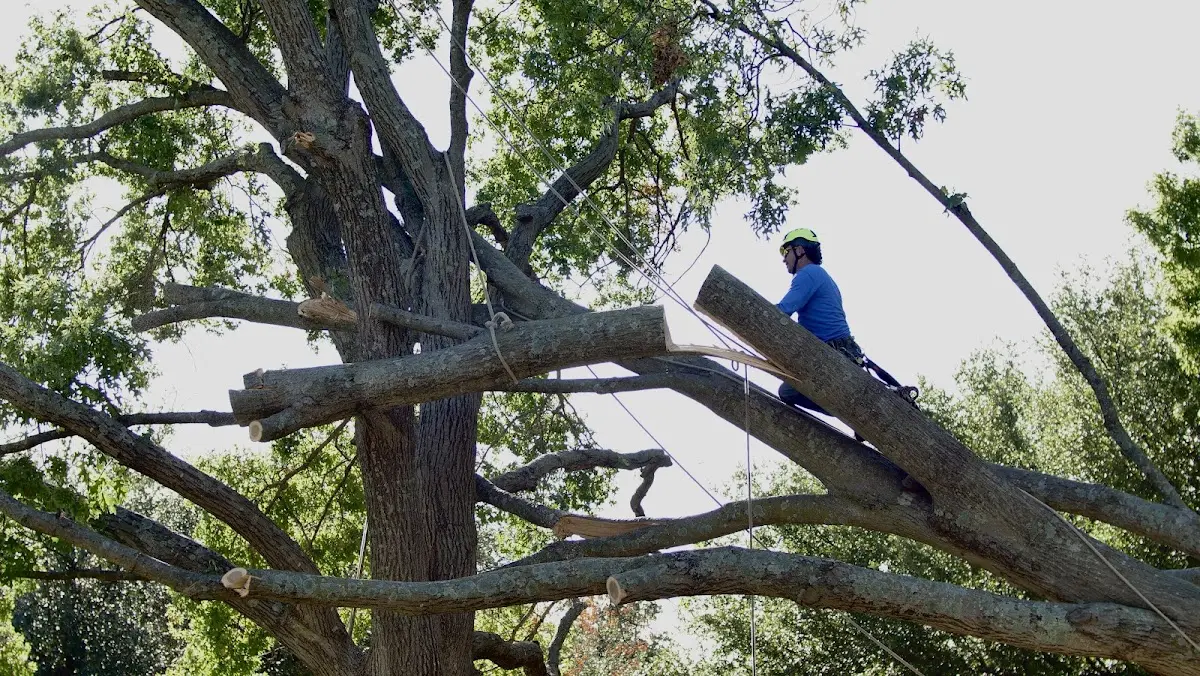 Professional Crown Thinning performed by certified arborists in Gassville