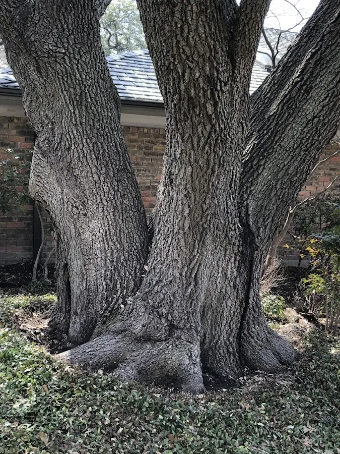 Mature heritage tree close to a Gassville property cared for by certified arborists